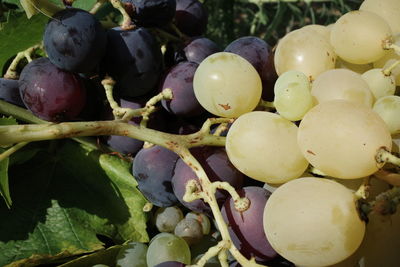 Close-up of grapes