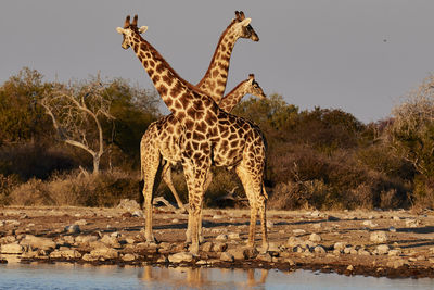 Giraffe in a forest