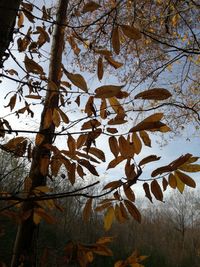 Low angle view of tree against sky