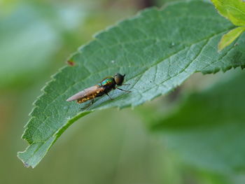 Close-up of insect on leaf