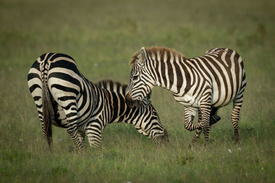 Plains zebra play fight on short grass