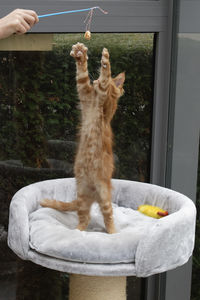 Cat looking through window