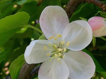 Close-up of flower