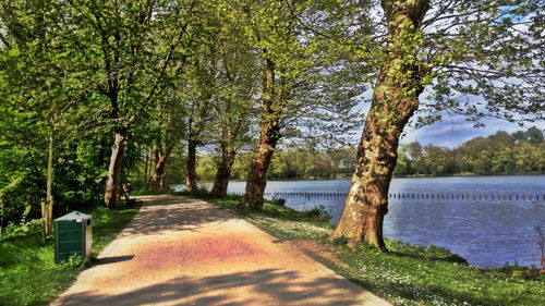 Empty footpath amidst trees