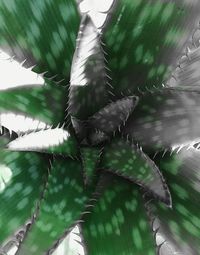Close-up of fresh green plants against sky