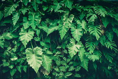 Green leaf background, philodendron, philodendreae