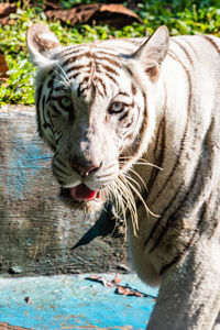 Close-up portrait of tiger drinking water