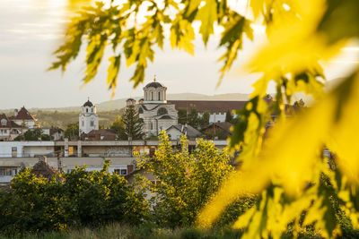 Yellow flowers on tree by building against sky