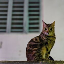 Portrait of cat sitting