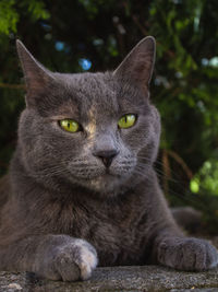 Close-up portrait of a cat