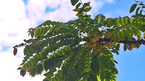 Low angle view of flowering plant against sky
