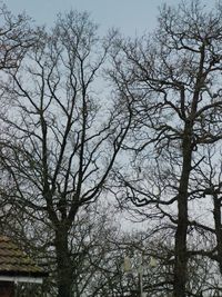 Low angle view of bare tree and building against sky