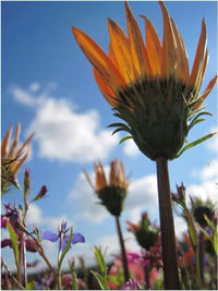 Close-up of flowers blooming against sky