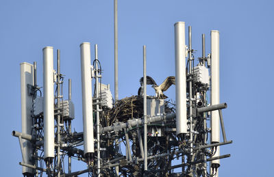 Low angle view of osprey nest in communication tower against clear blue sky