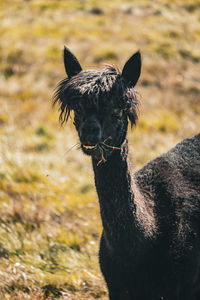 Close-up of a alpaka 