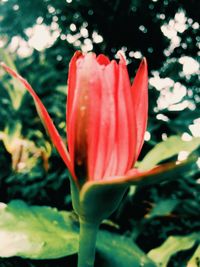Close-up of red flower blooming outdoors