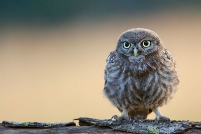 Portrait of owl perching on wood
