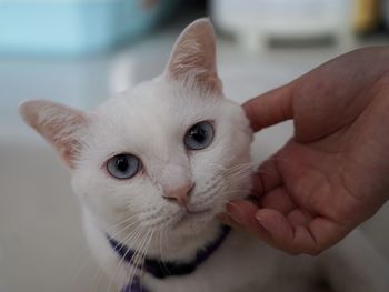 Close-up of hand holding cat