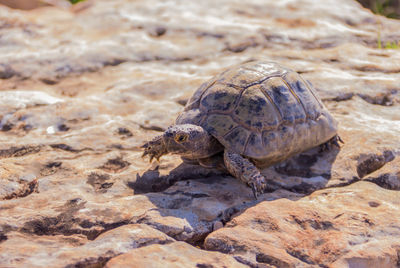 High angle view of turtle on rock