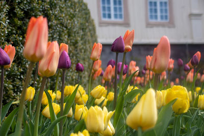 Close-up of tulips in field