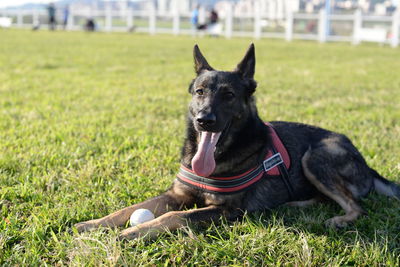 Close-up portrait of dog sitting on grass