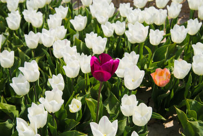 Close-up of white flowering plants