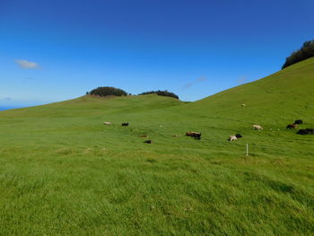 grassland
