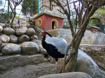 Bird perching on rock against trees