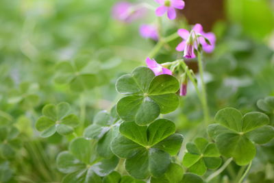 Close-up of purple flowering plant