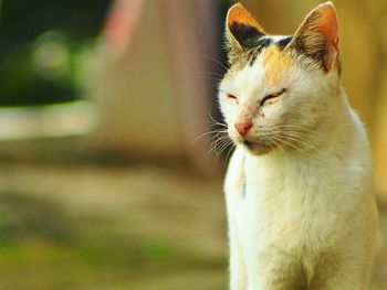 Close-up of cat