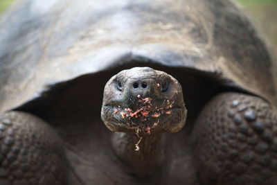 Closeup portrait of galapagos tortoise chelonoidis nigra face covered in fruit galapagos islands. 