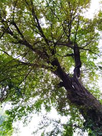 Low angle view of trees against sky