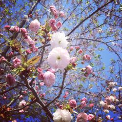 Low angle view of cherry blossom tree
