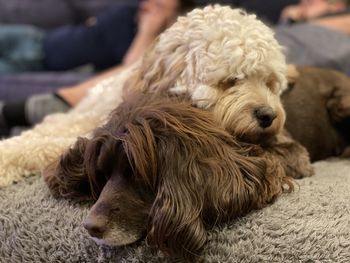 Dog relaxing on sofa