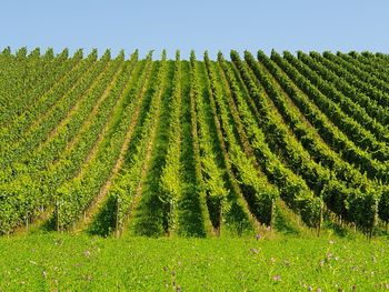 Scenic view of agricultural field against clear sky