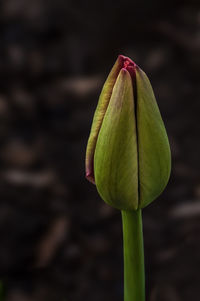 Close-up of flower bud