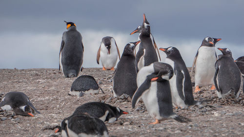 View of birds on beach