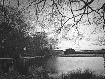 Reflection of bare trees in water