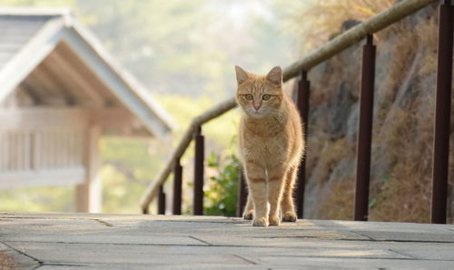 Portrait of cat standing on footpath