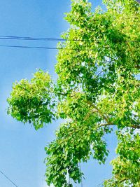 Low angle view of flowering plants against clear blue sky