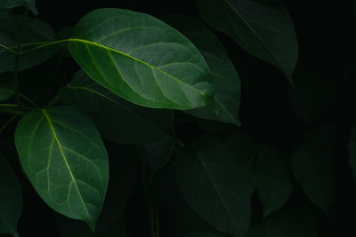 Nature green leaves texture on dark background.