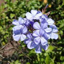 Close-up of purple flowers blooming outdoors