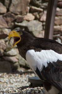 Close-up of eagle