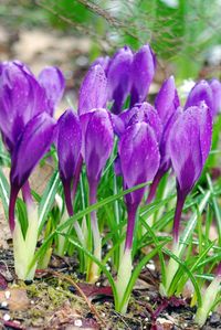 Close-up of purple crocus blooming outdoors