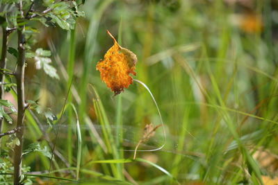 Close-up of autumn leaf on grass