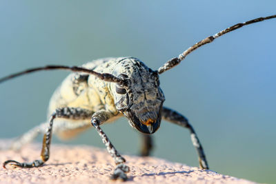 Close-up of insect against sky