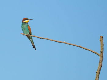 Low angle view of bird perching against clear sky. european bee-keeper.