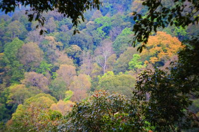 Trees and plants against sky