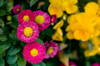 Close-up of pink flowering plants