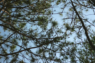 Low angle view of trees against sky